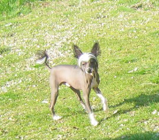 Crystal Hypno Dogs Mr. Marshal