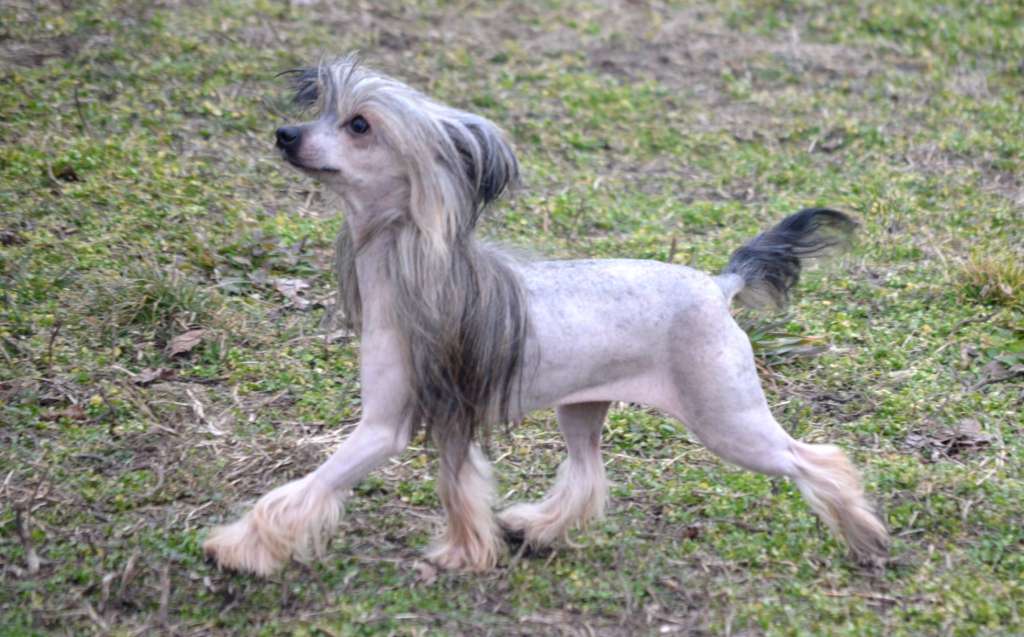 Magic of Success Chila Vanilla