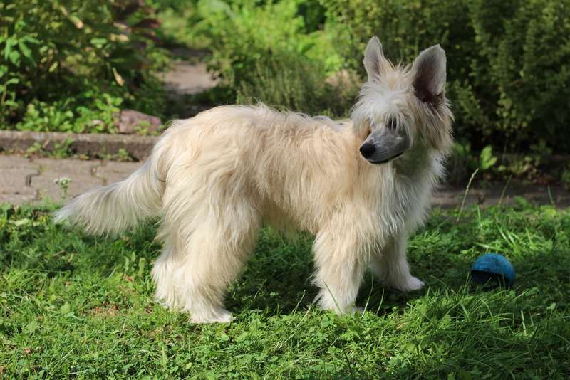 Demol'Alegres Avril Alwine