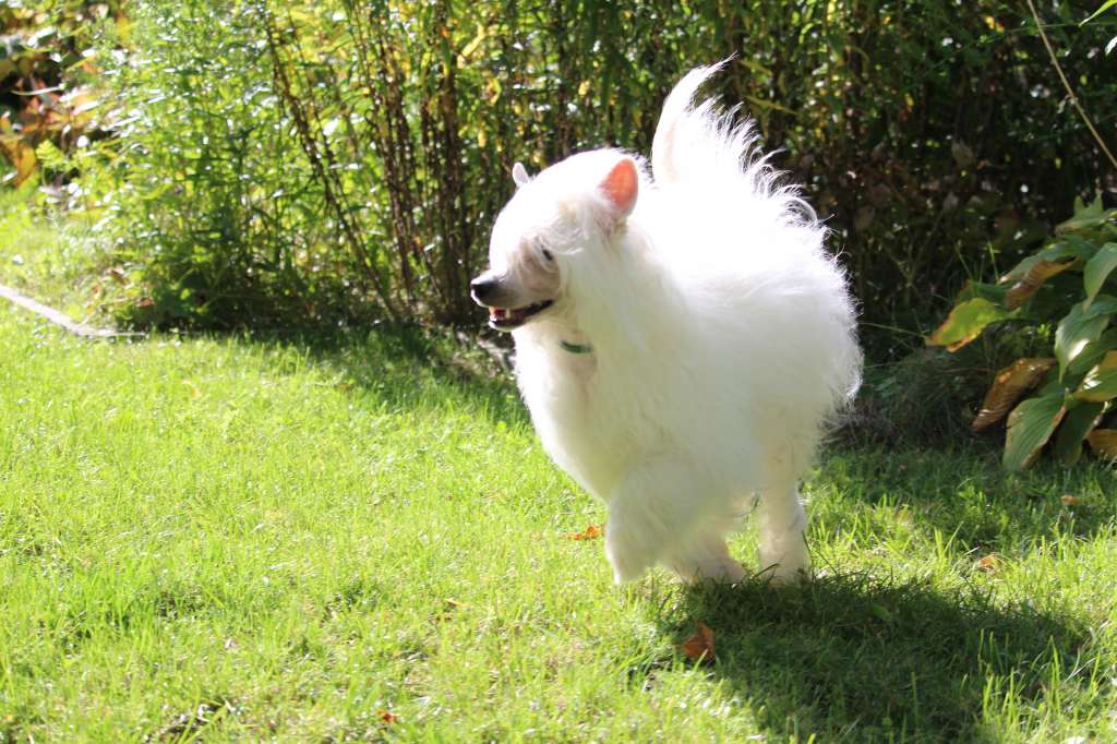 Demol'Alegres Adele Almira