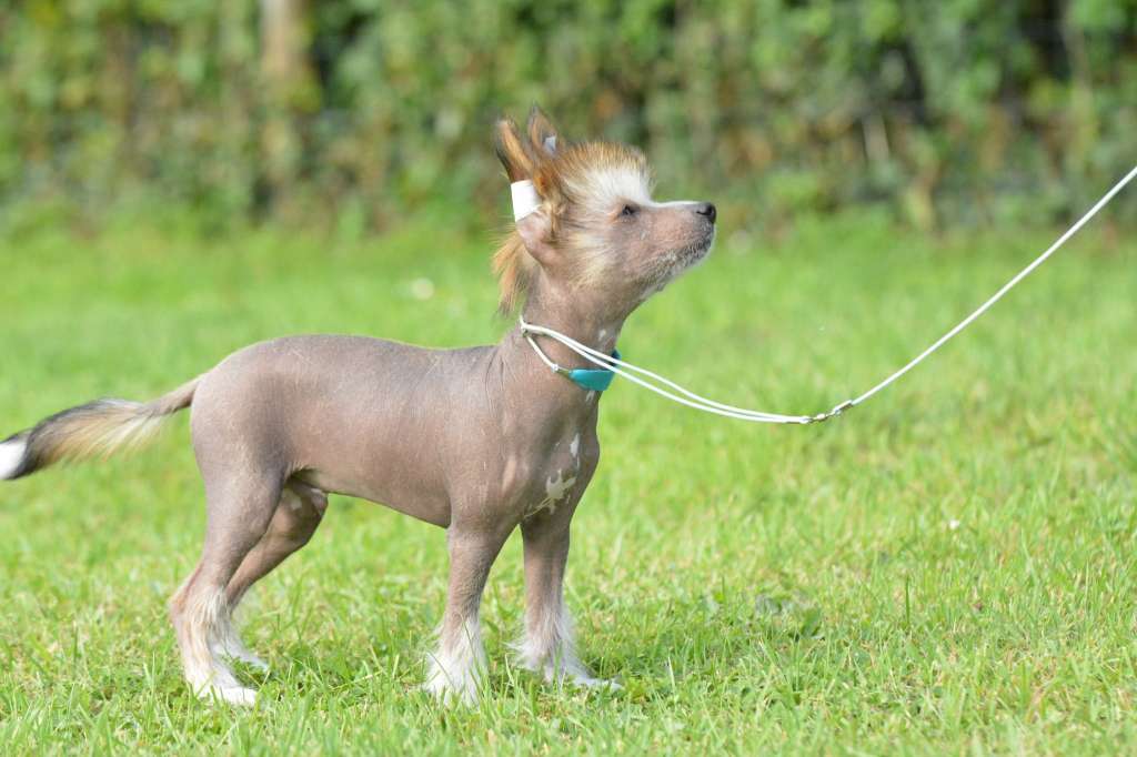Caribbean Criollo Smalltown Boy