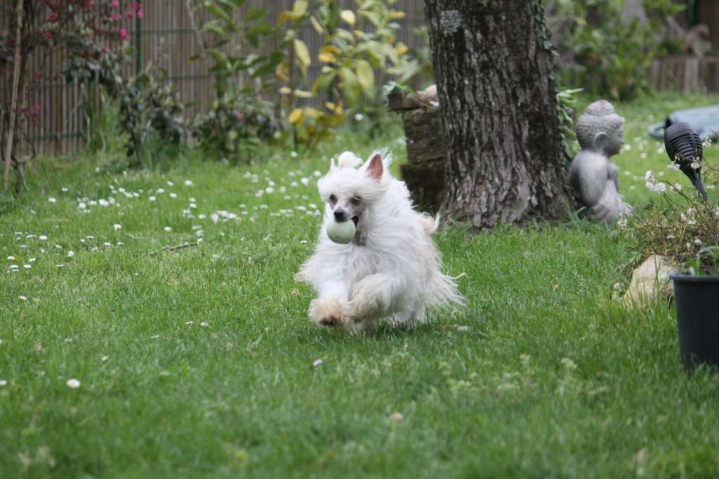 Ch . Be My Dog's Whitney