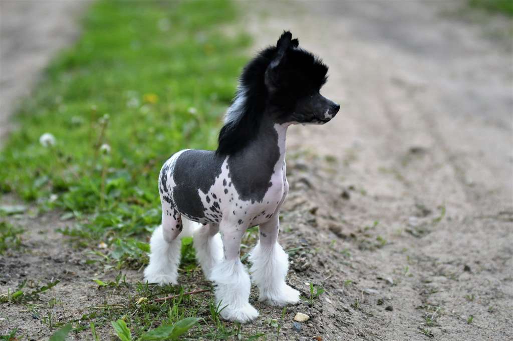 Shamir Winning Smile