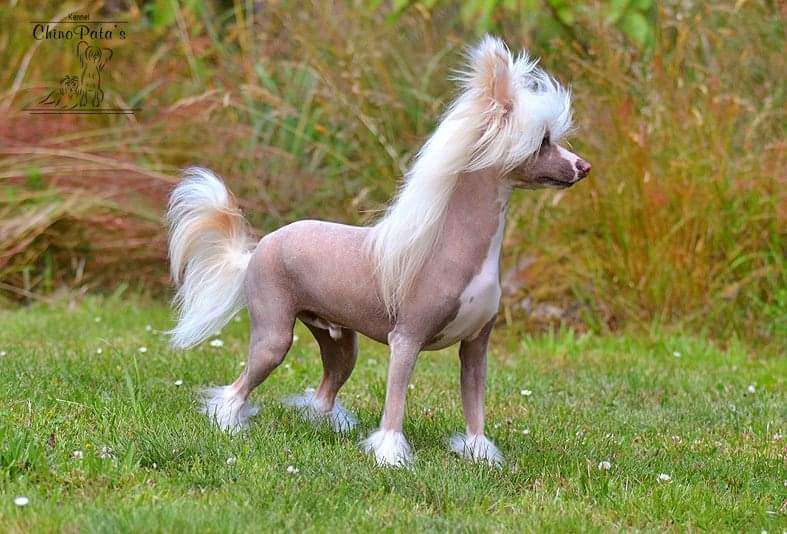 Veni Vidi Vinci De Sothis.