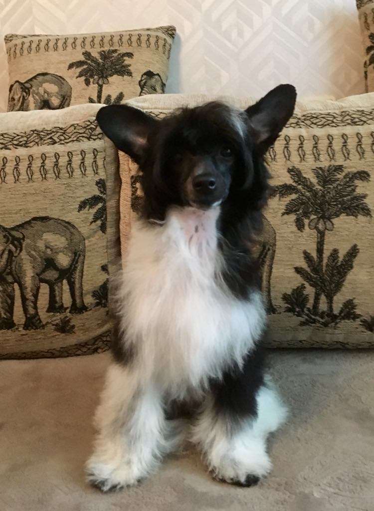 Kraspamir Electric Avenue