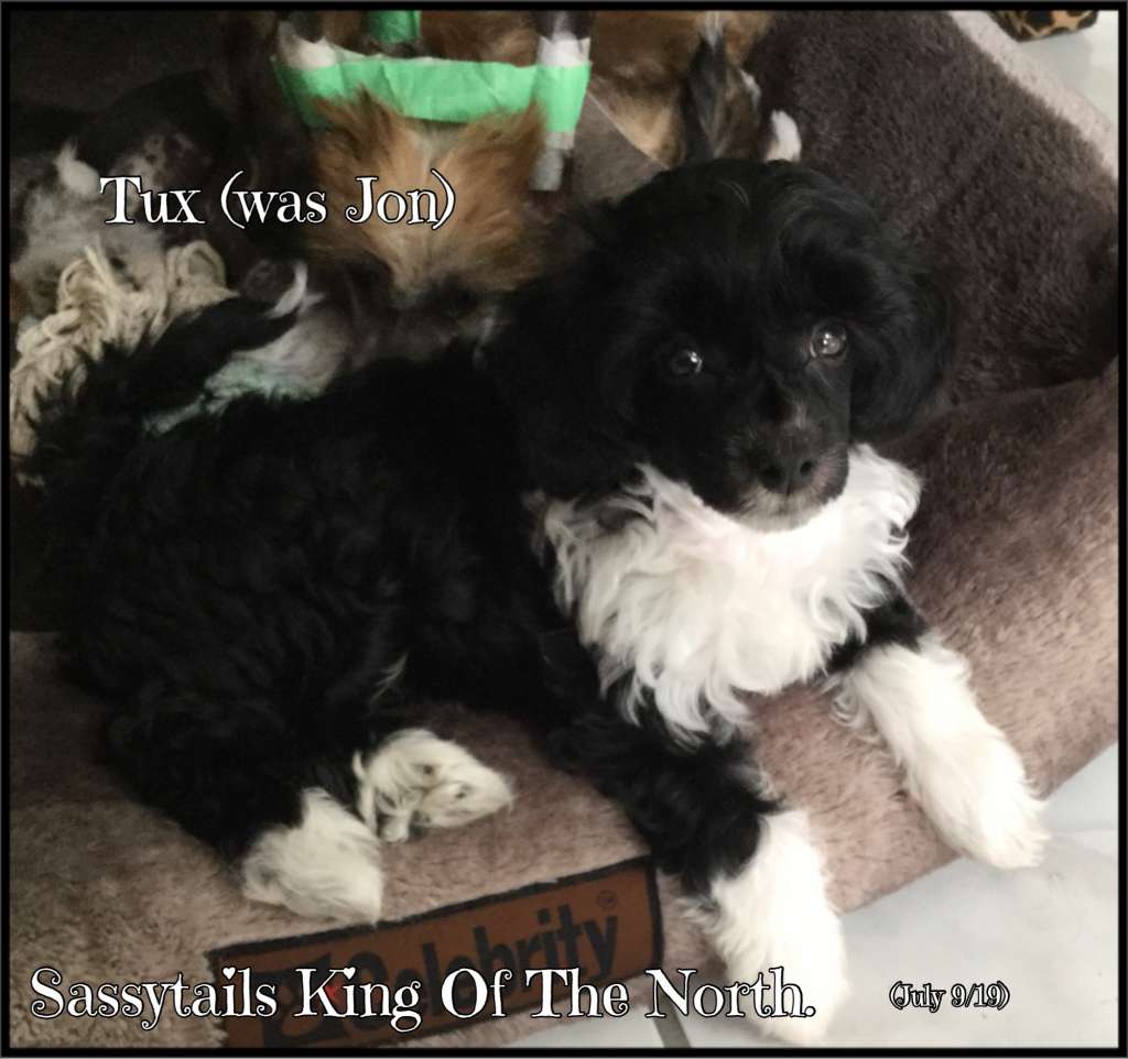 Sassytails King Of The North
