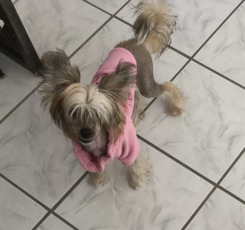 Sassytails Unforeseen Heroine (undershot)