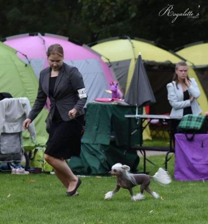 Viavrois Batgirl Bluff