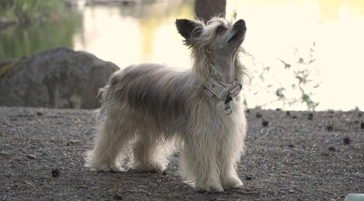 Viavrois Busted Bambi