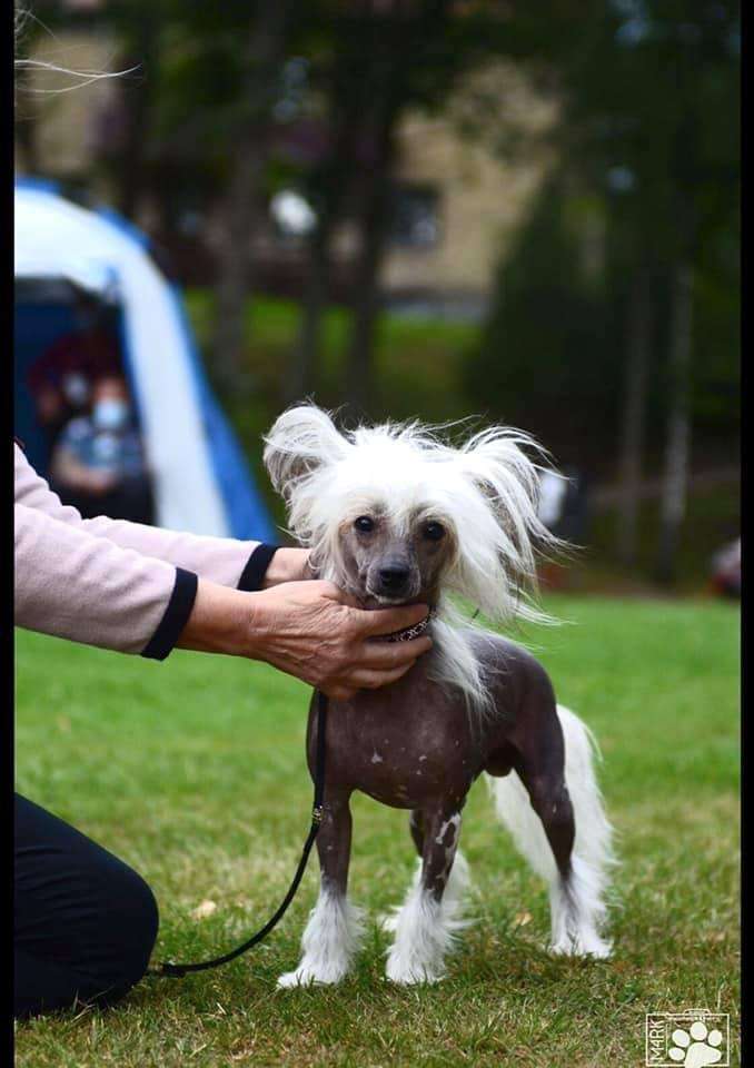 Clezel's Happy Gold'Digger