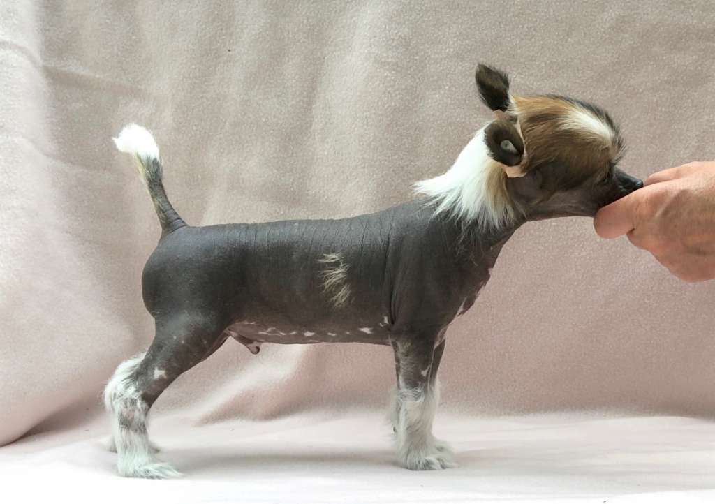 Clezel's Heart Of Magic Glass