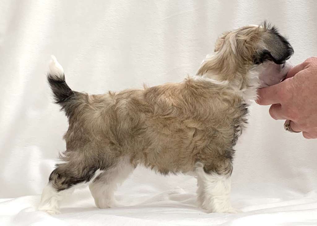 Deamor's Fantastic Koh I Noor