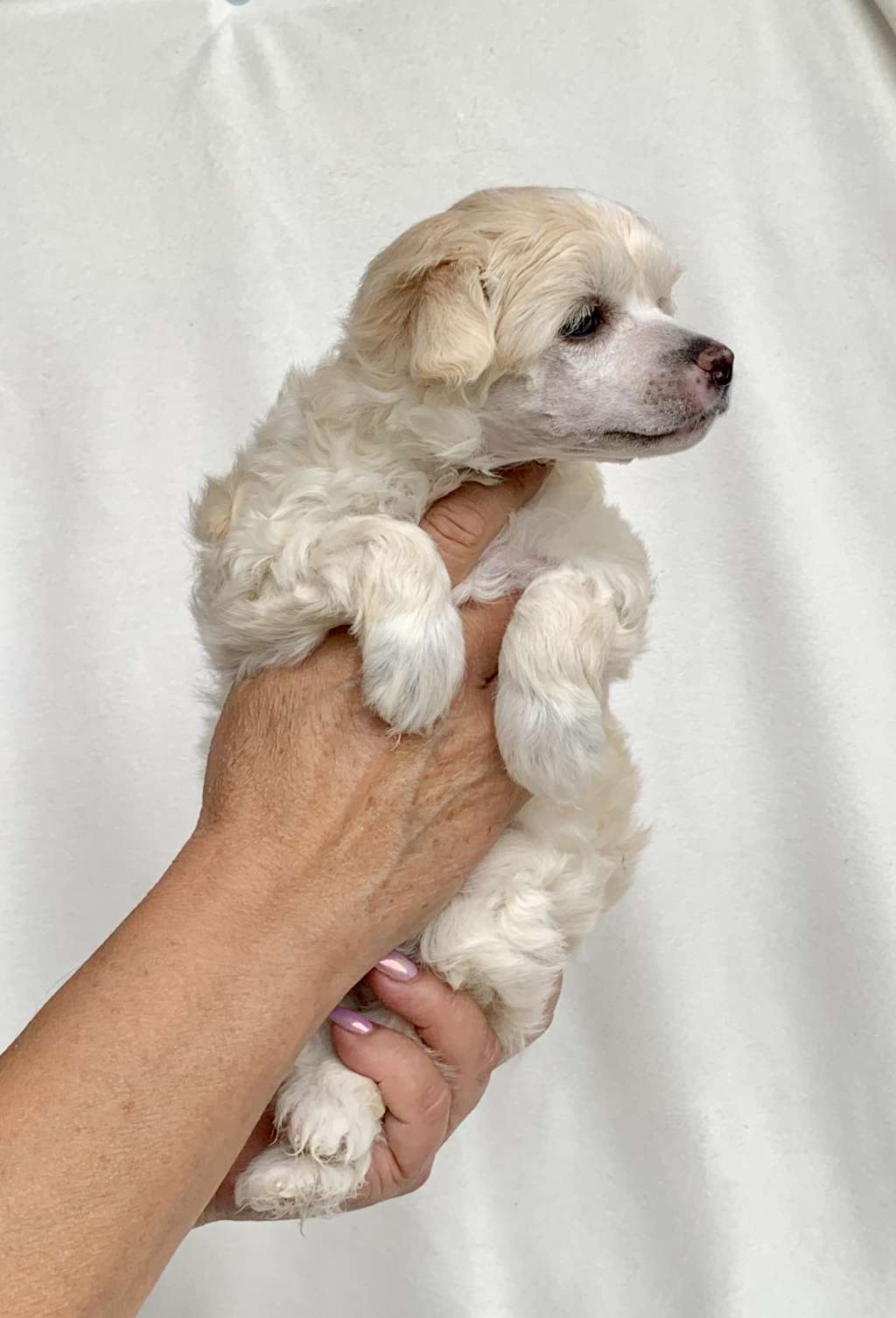 Deamor's Fancy MillionDollarDiamond