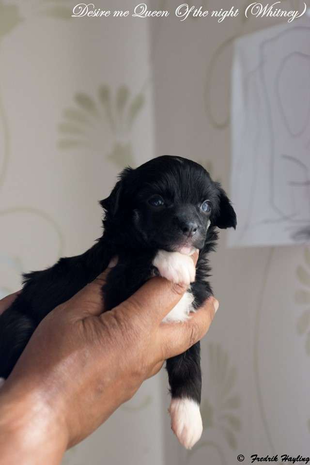 Desireme Queen Of The Night