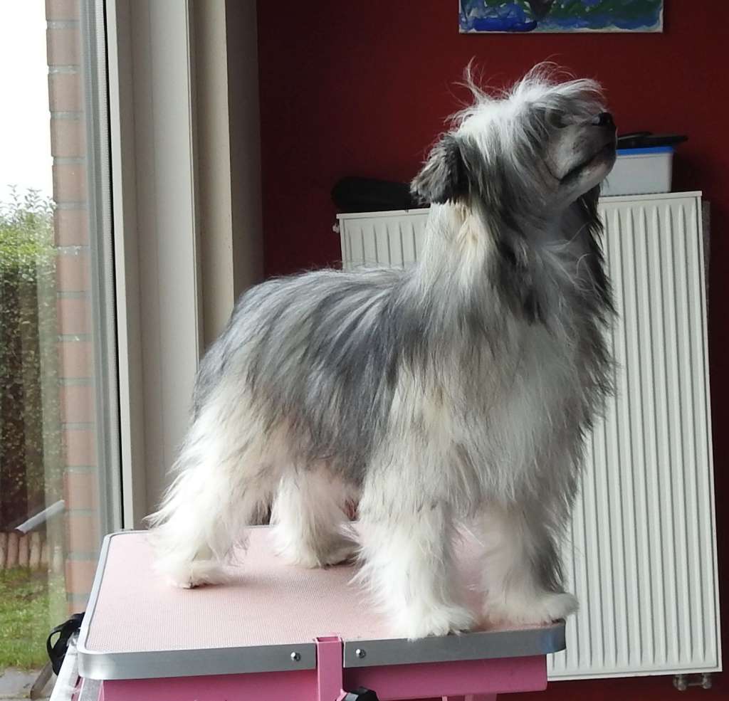 Zero Tolerance Stranger In The Night