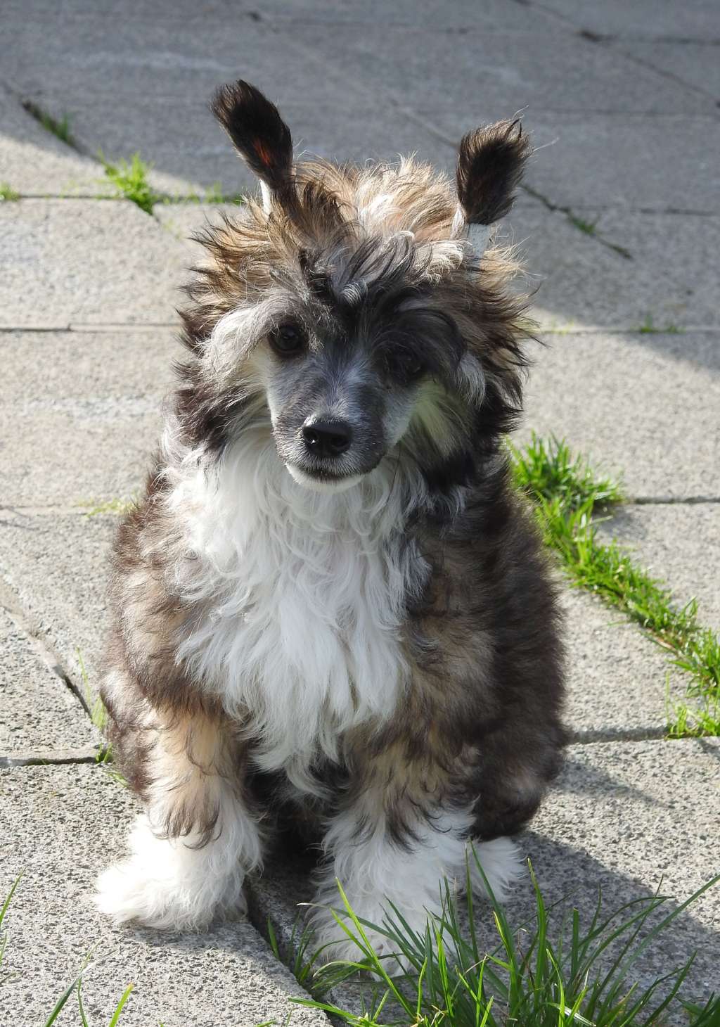 Zero Tolerance Sharp Shooter