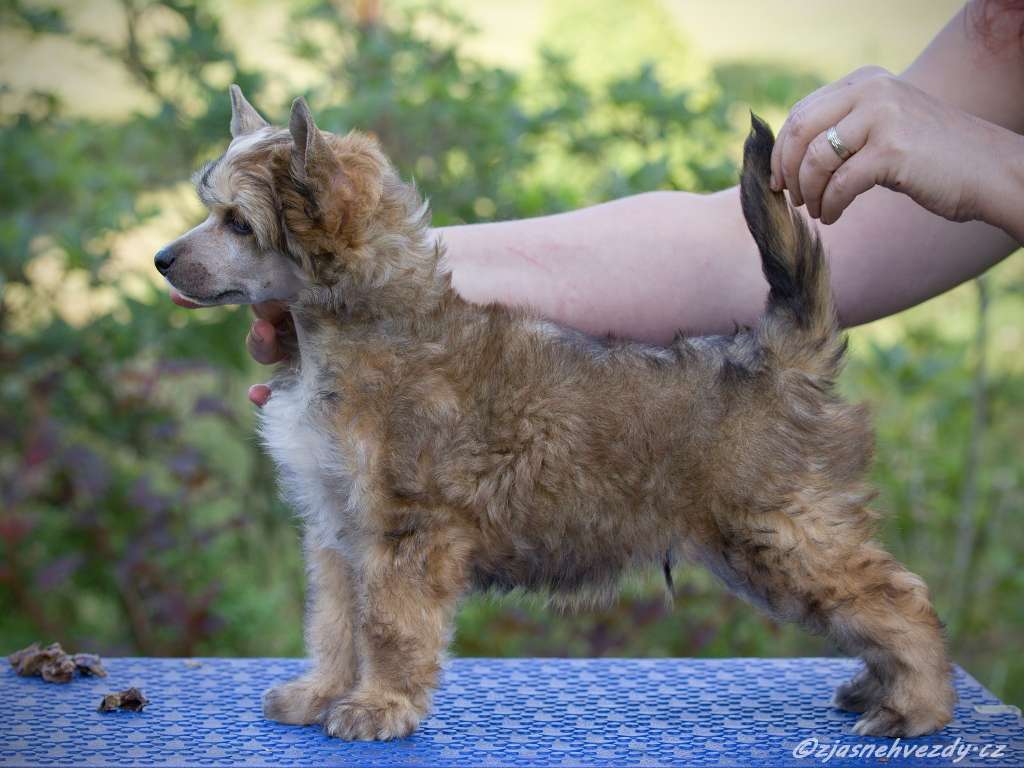 Verdi z Jasné hvezdy