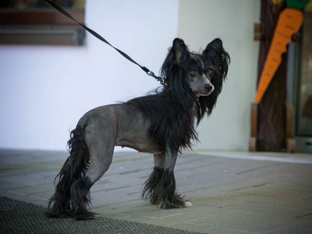 Vickie z Jasne hvezdy