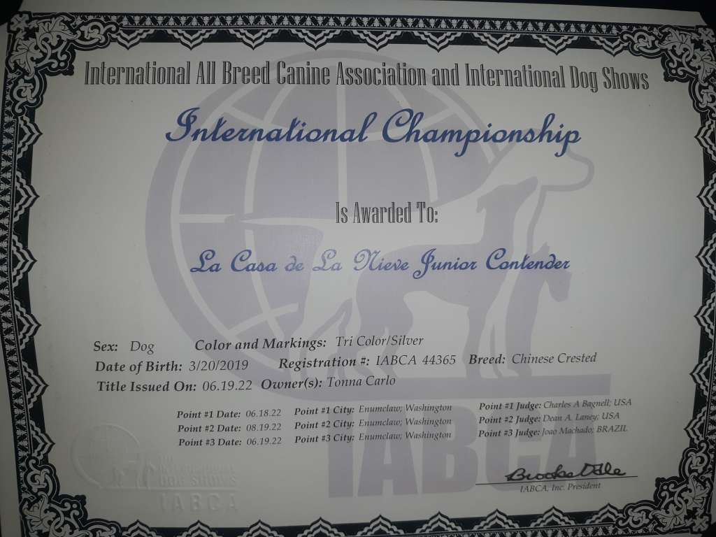 La Casa De La Nieve Junior Contender