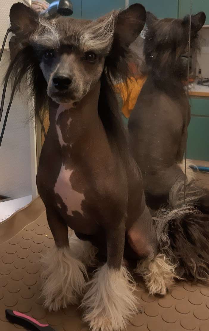 Beachcrest Black Panter