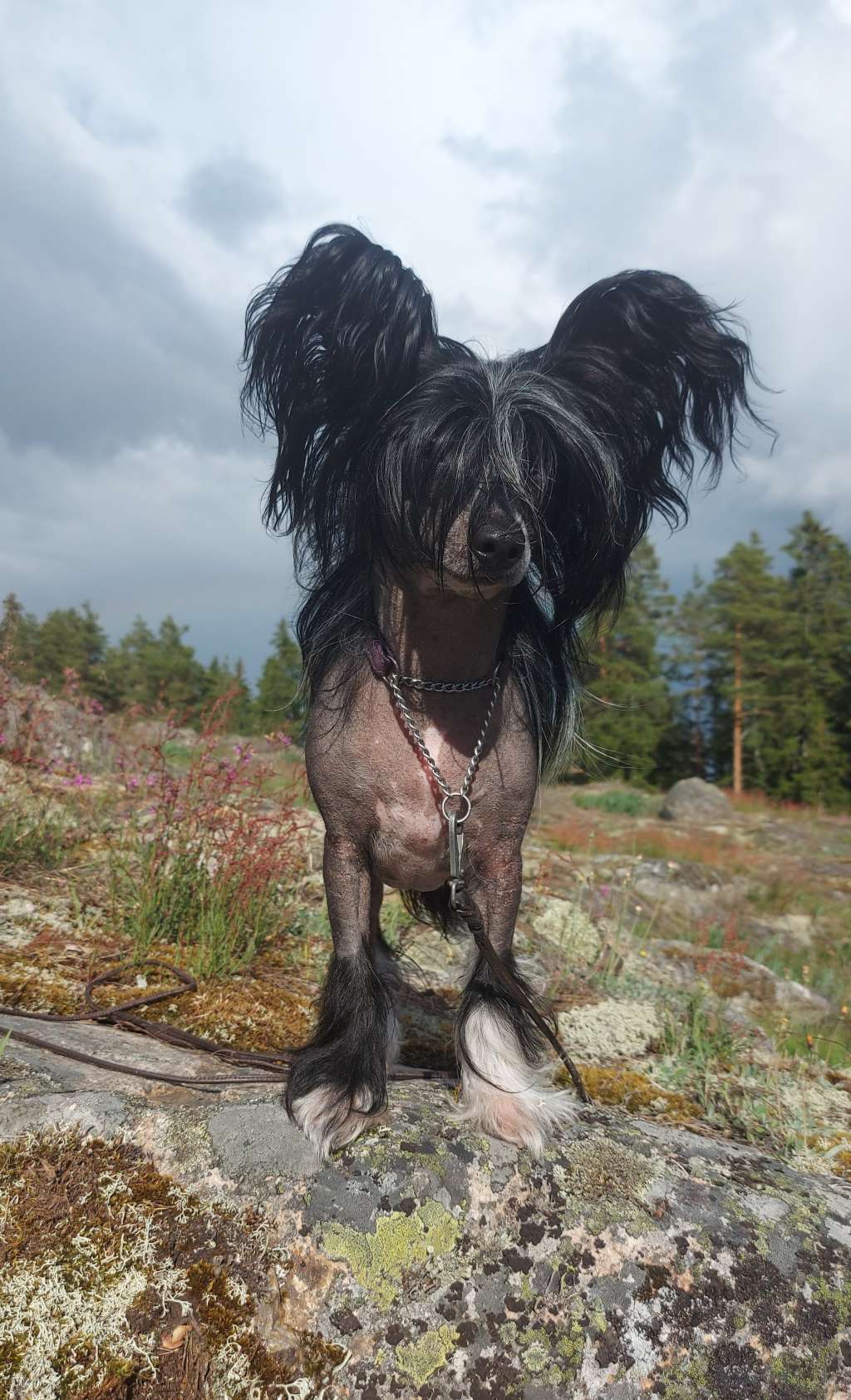 Joyway's Follow Your Heart