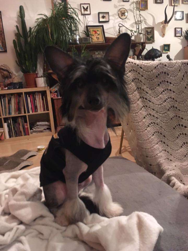 Exotic Spirit Pinocchietto