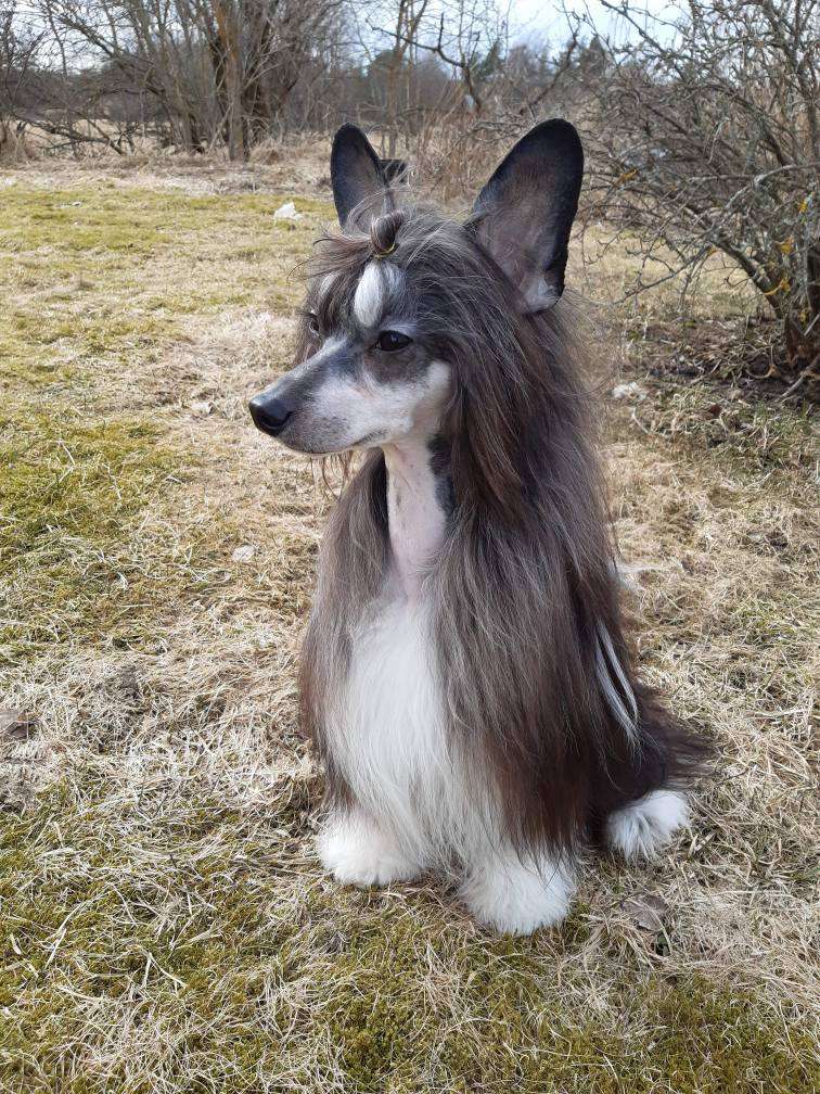 Joyway's Follow The Tiger