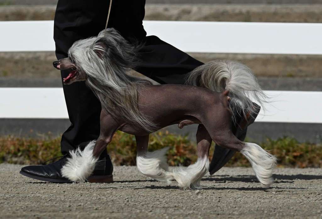 Joyway's Follow The Sun