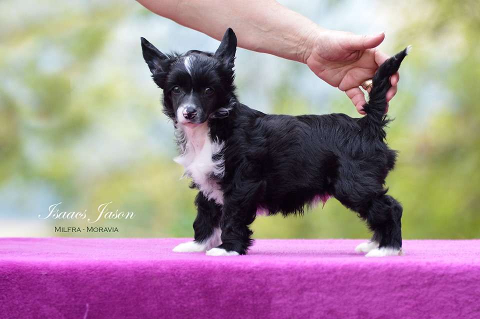 Isaacs Jason Milfra-Moravia