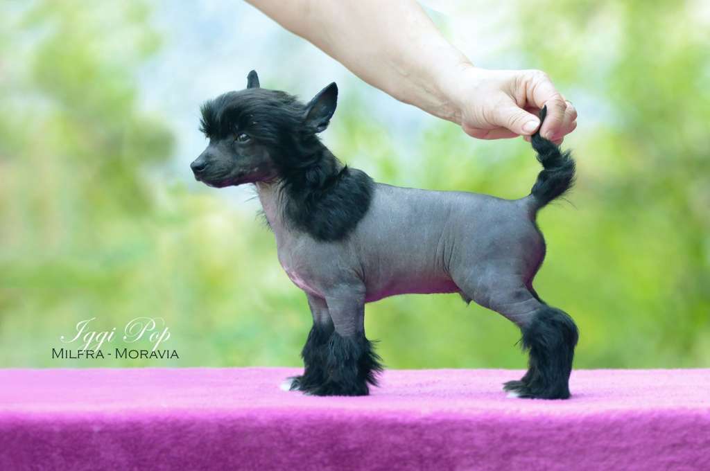 Iggi Pop Milfra-Moravia