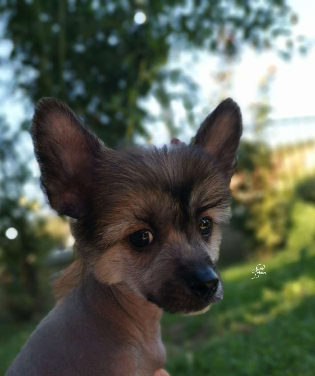 Gold Toradora Lunar Eclipse