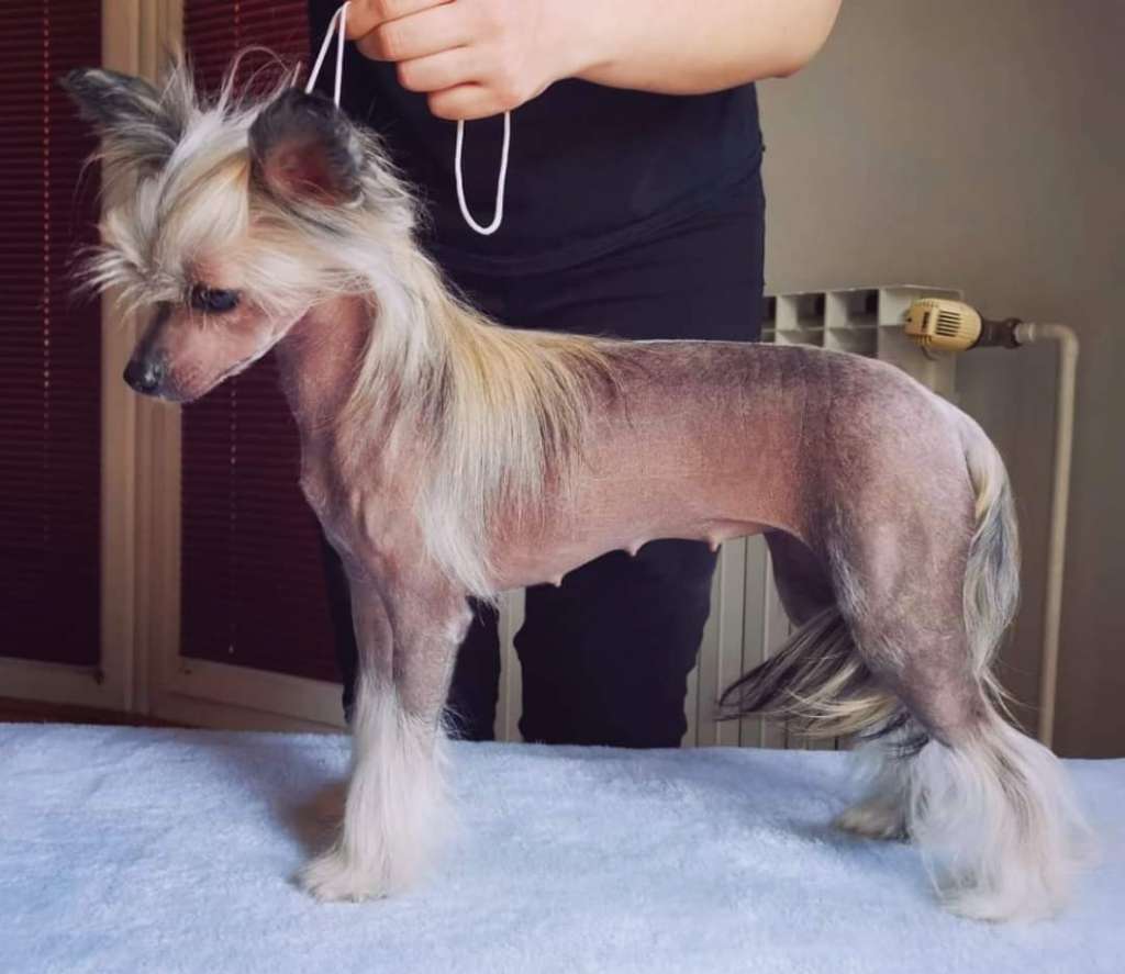 Gold Toradora Lady Million