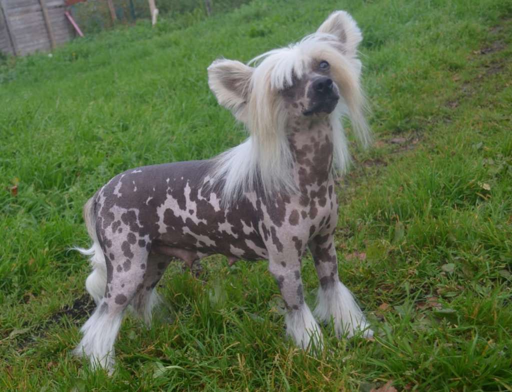 Golden Valley Apple Olis Best In The Vinning