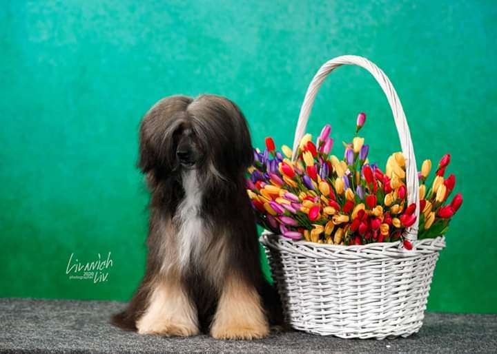 Zholesk Krasno Solnyshko