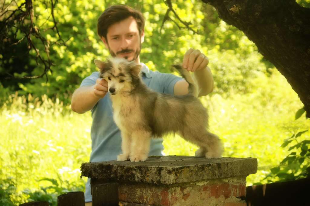 Powiew Next Germanika