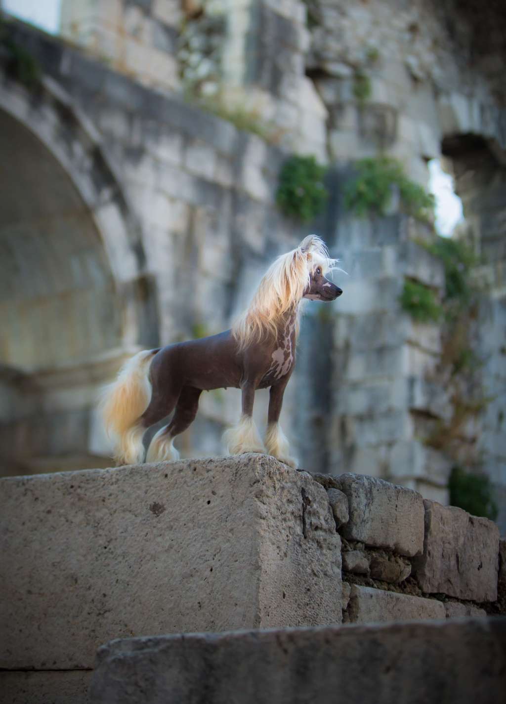 Blendverks Havana Rose