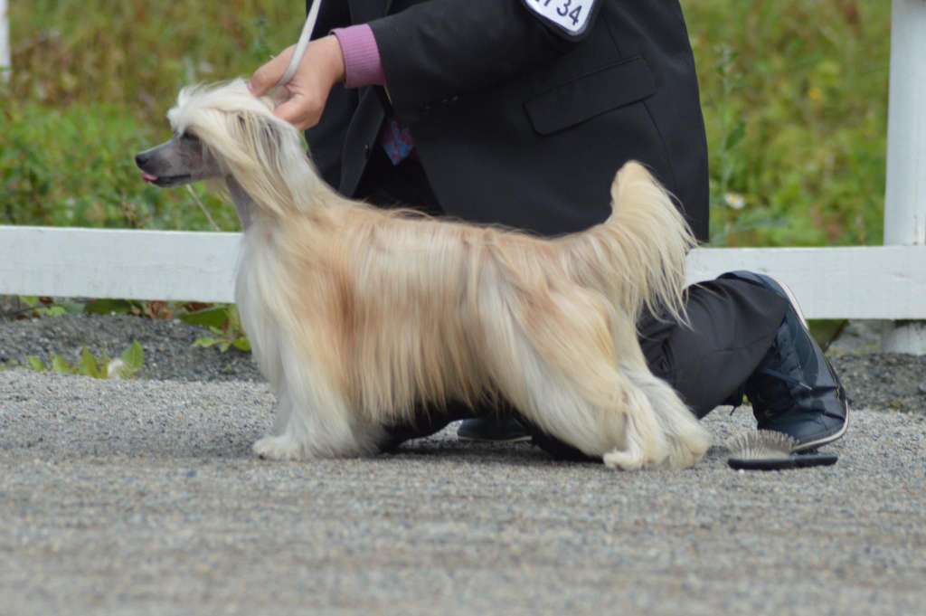 Jamming's Janis Joplin