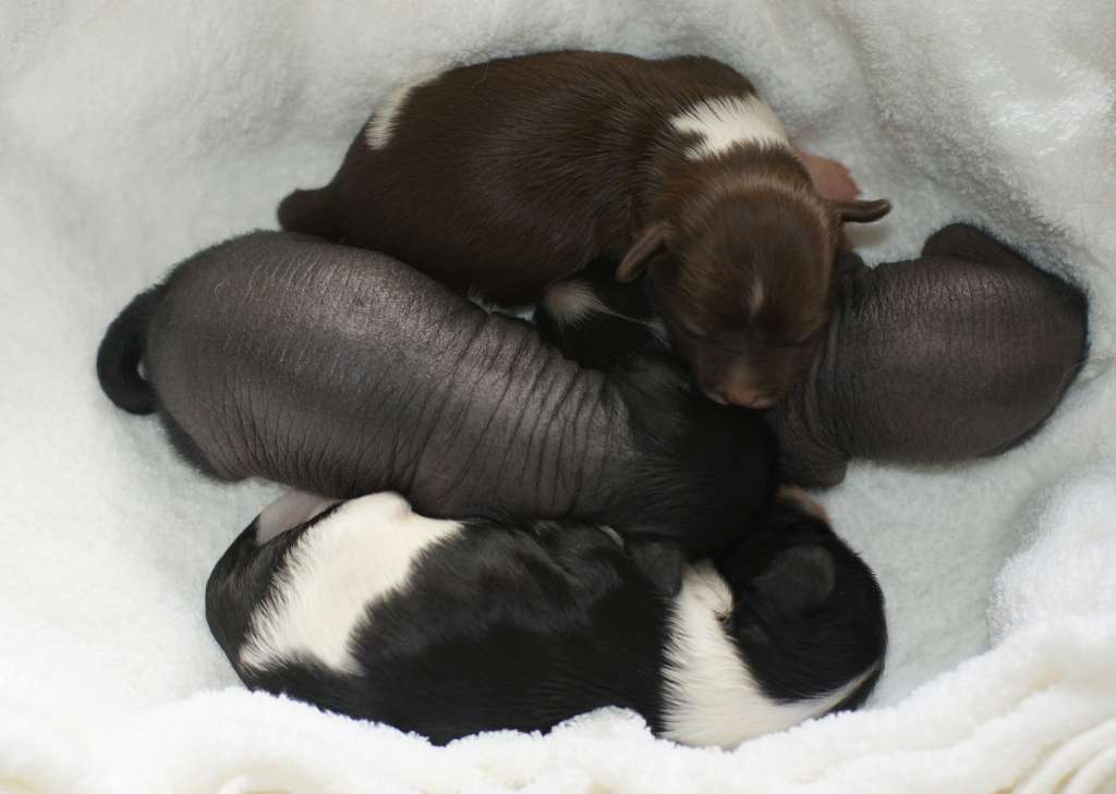 Pride of Boss Bright Brilliant