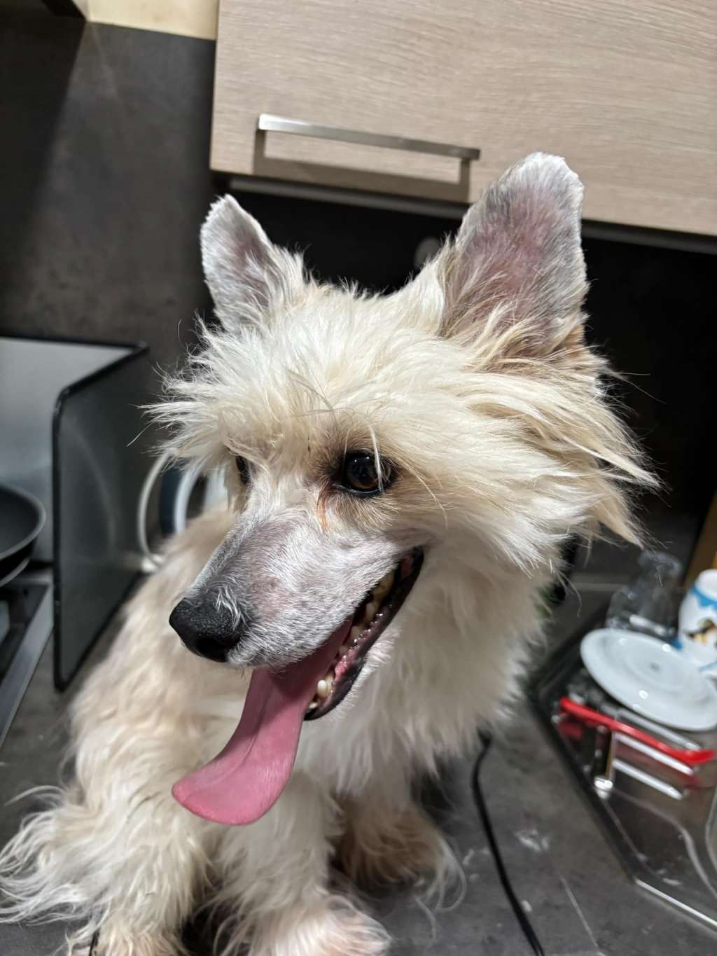 Gambo Gallant z Jaromerskeho panstvi