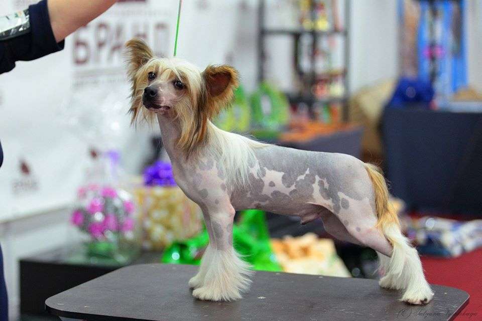 Glenlife Georges Wilson