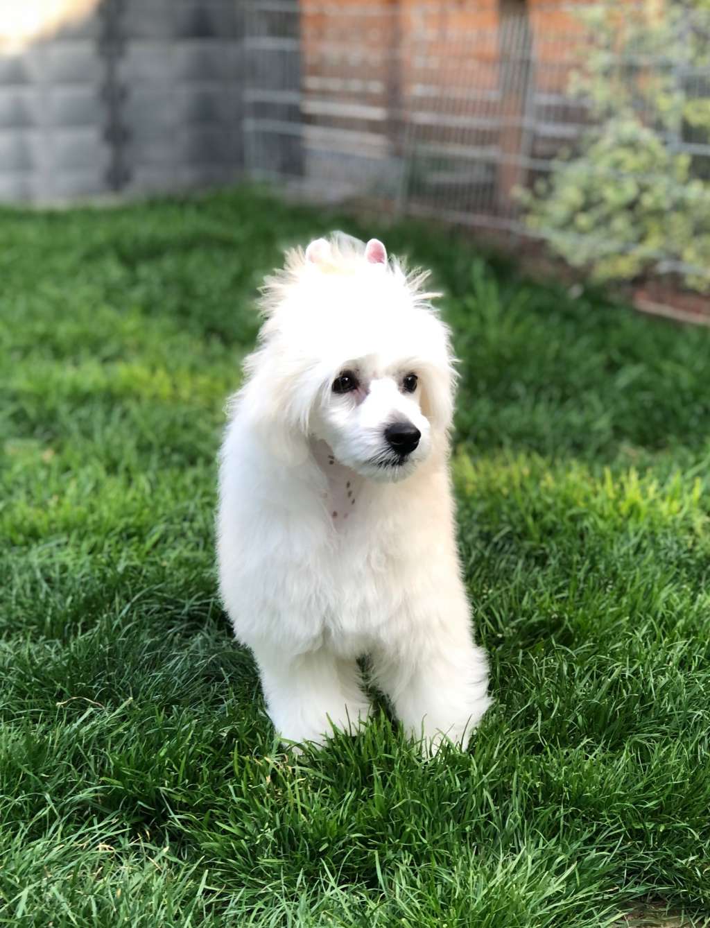 JACKPOT Caramella's Family