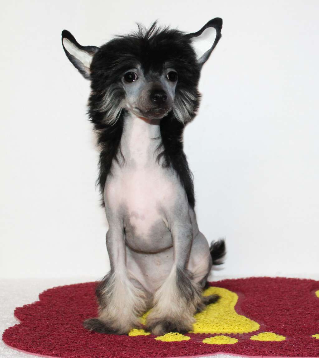 Charuyuschiy Soblazn Matryoshka Maggie