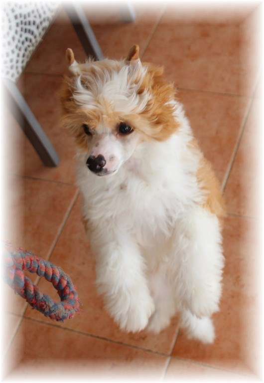 Octopus des Zéphyrs de l'Olympe