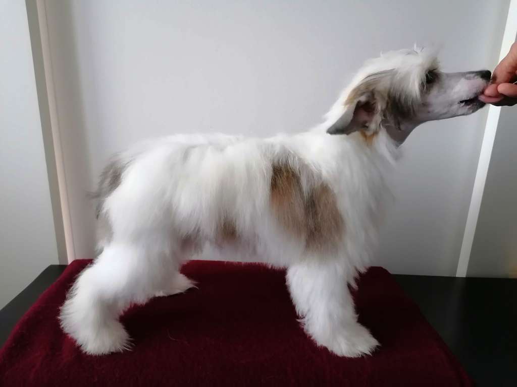 Stormblåstens Yes Please