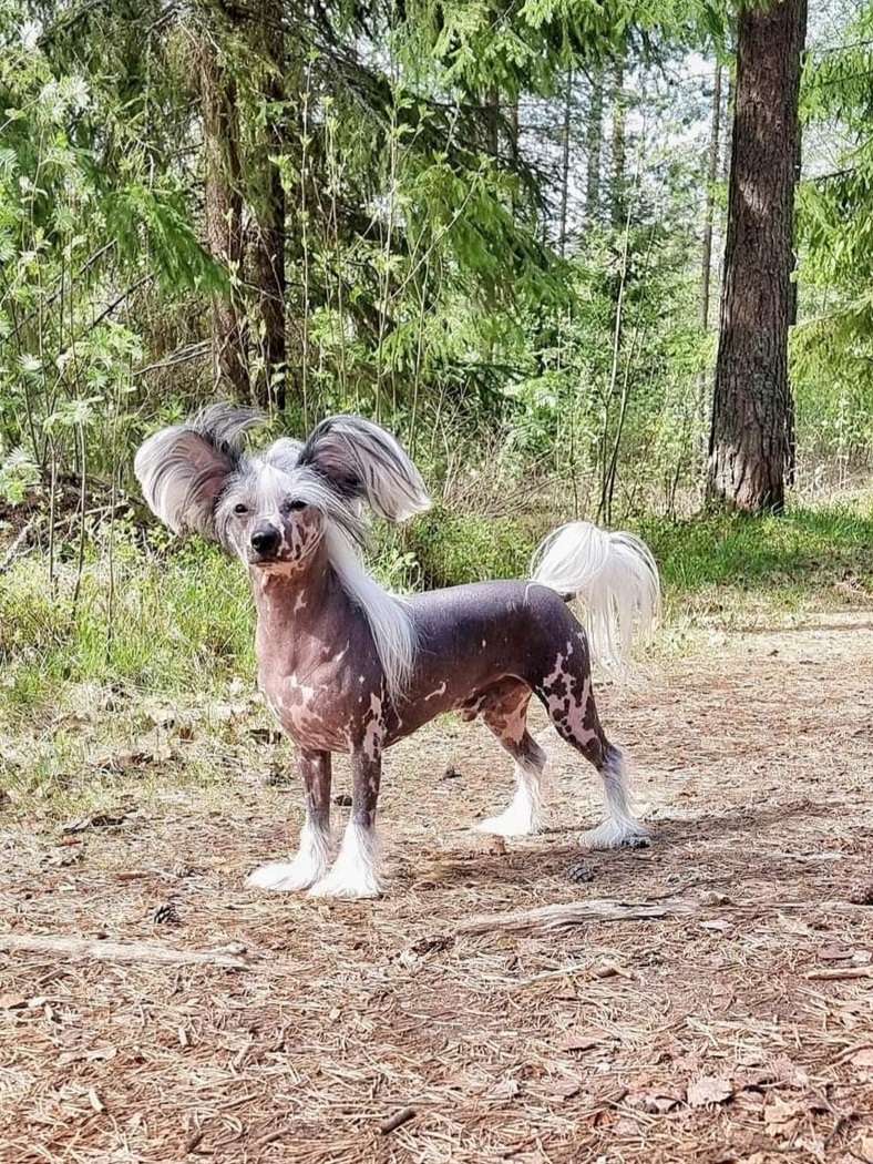 Stormblåstens Undisclosed Desires