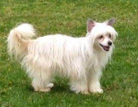 Cattlewoods Joy To The World