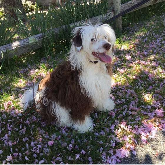 Dao Dog Arkanzas Gavriil