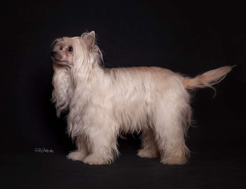 Opal Molosos Gratzi
