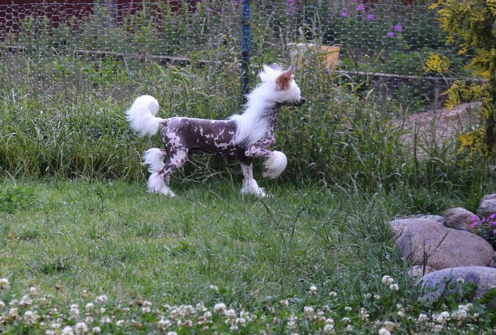 Etno Spirit Avangard