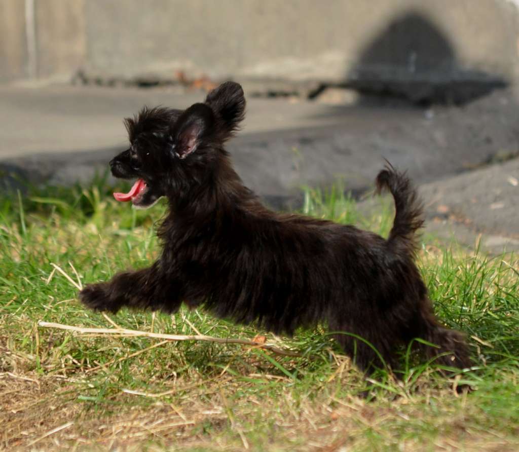 Magic of Success Intrigue of Night